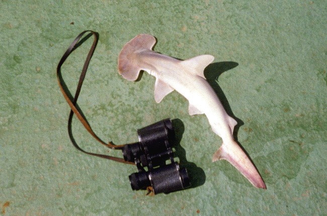 Sphyrna media