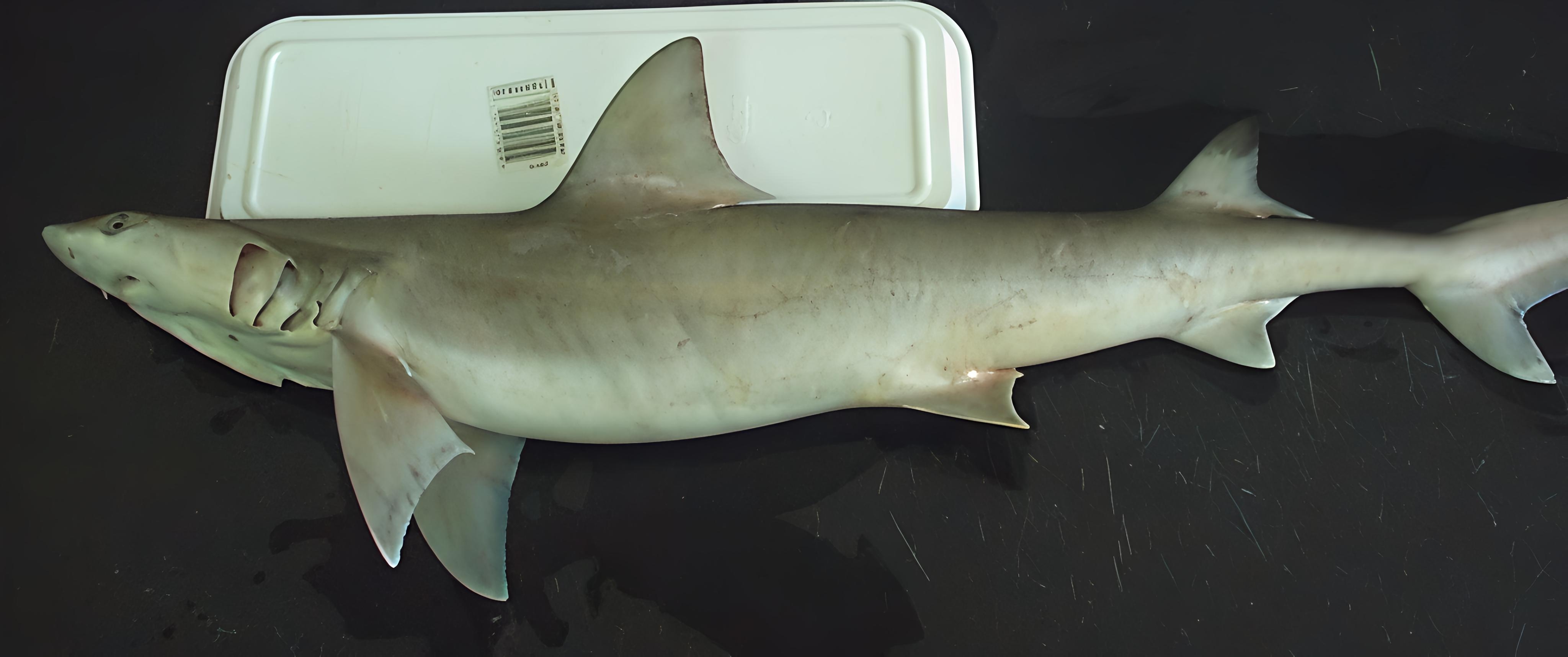 Chaenogaleus macrostoma