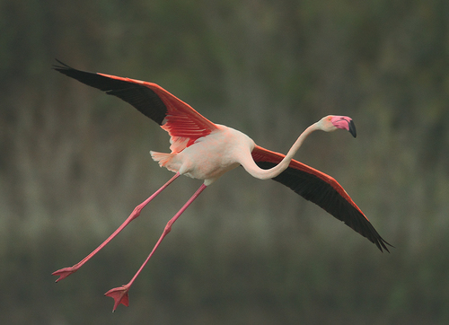 Phoenicopterus roseus