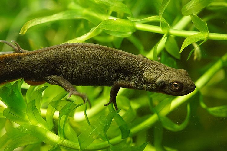 Hypselotriton fudingensis