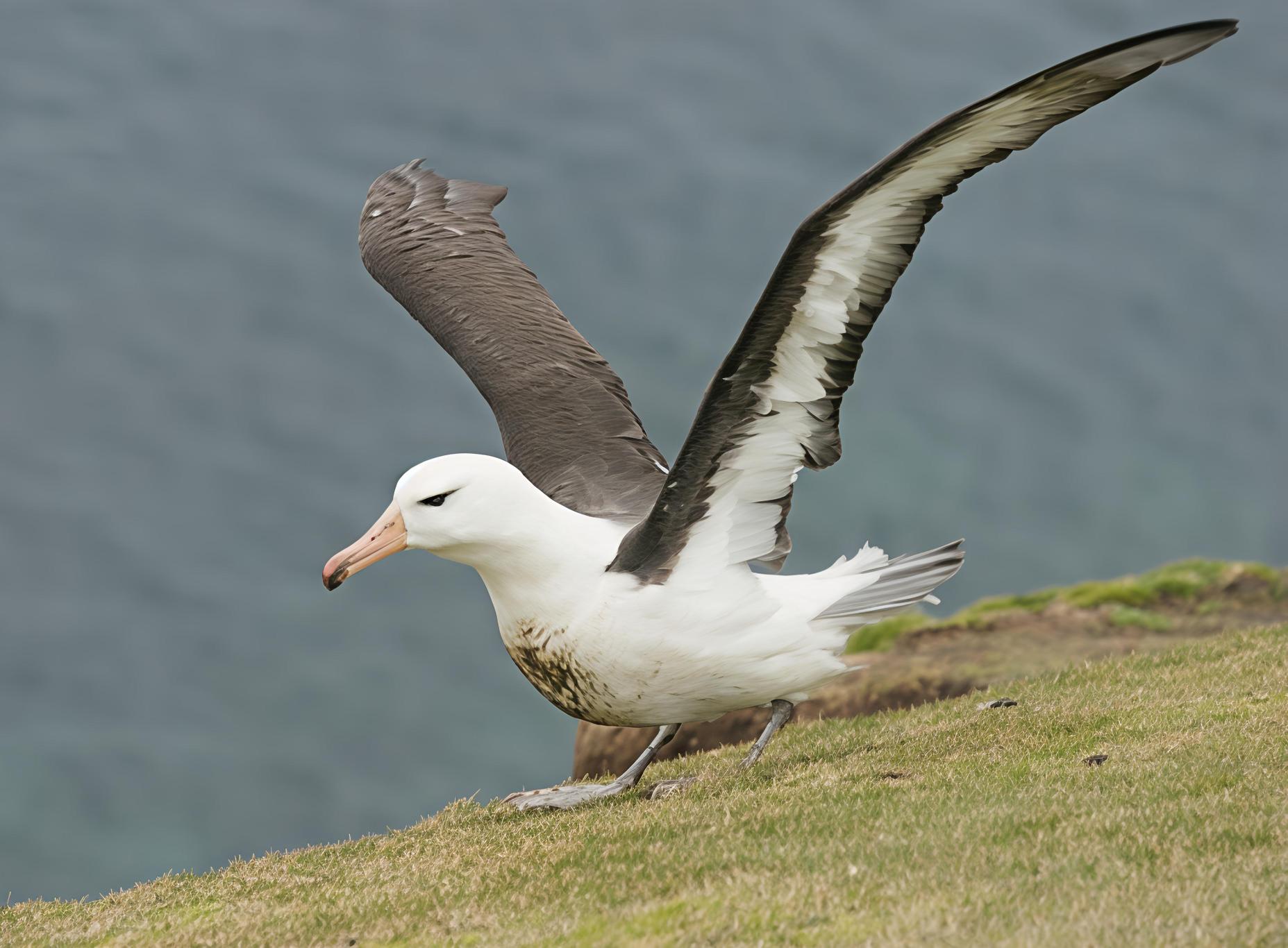 Thalassarche melanophris