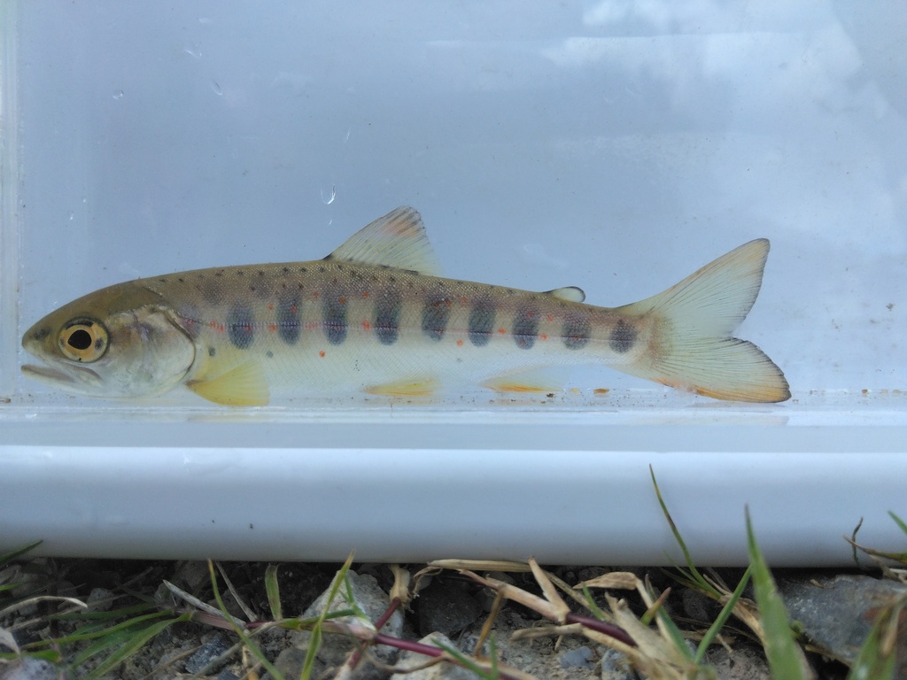 Oncorhynchus masou ssp. macrostomus