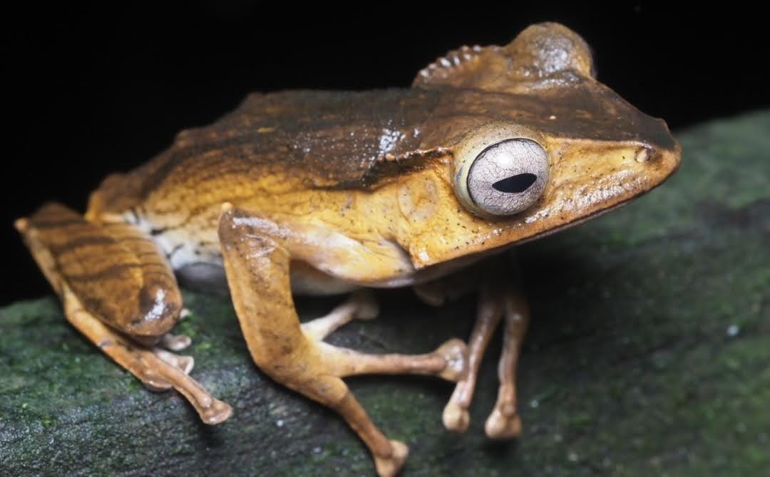 Polypedates otilophus