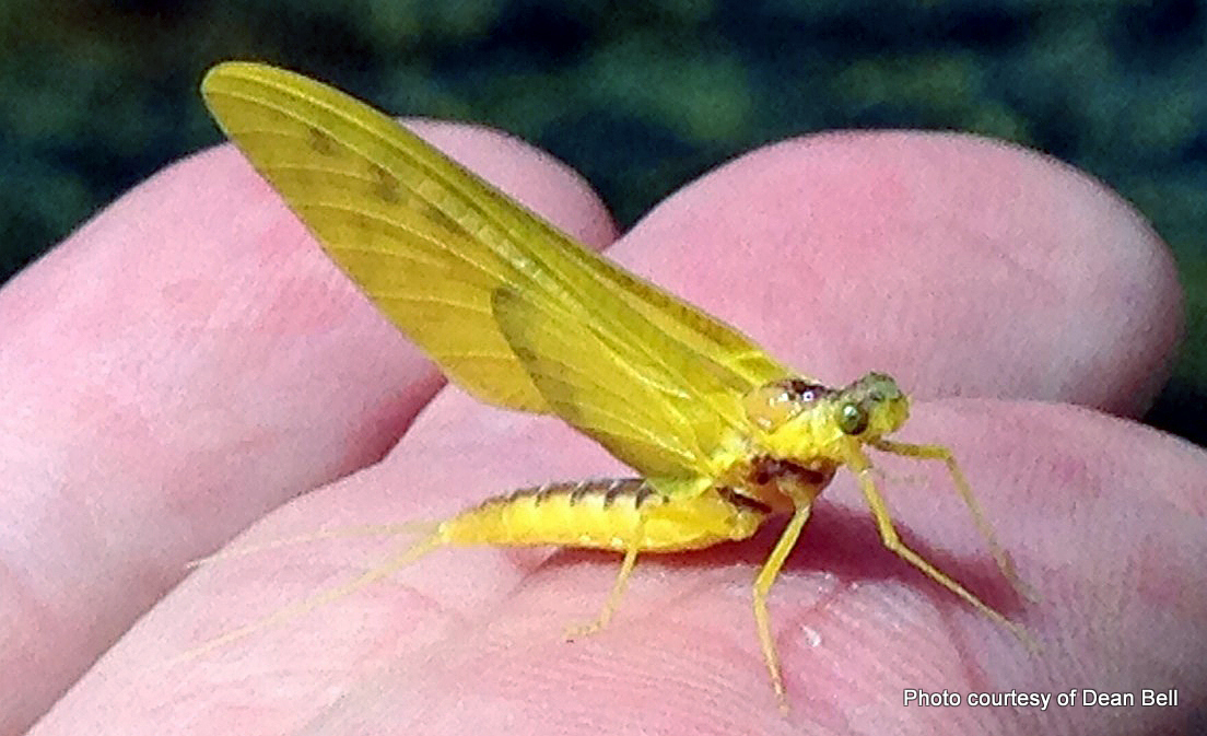 Ameletopsis perscitus