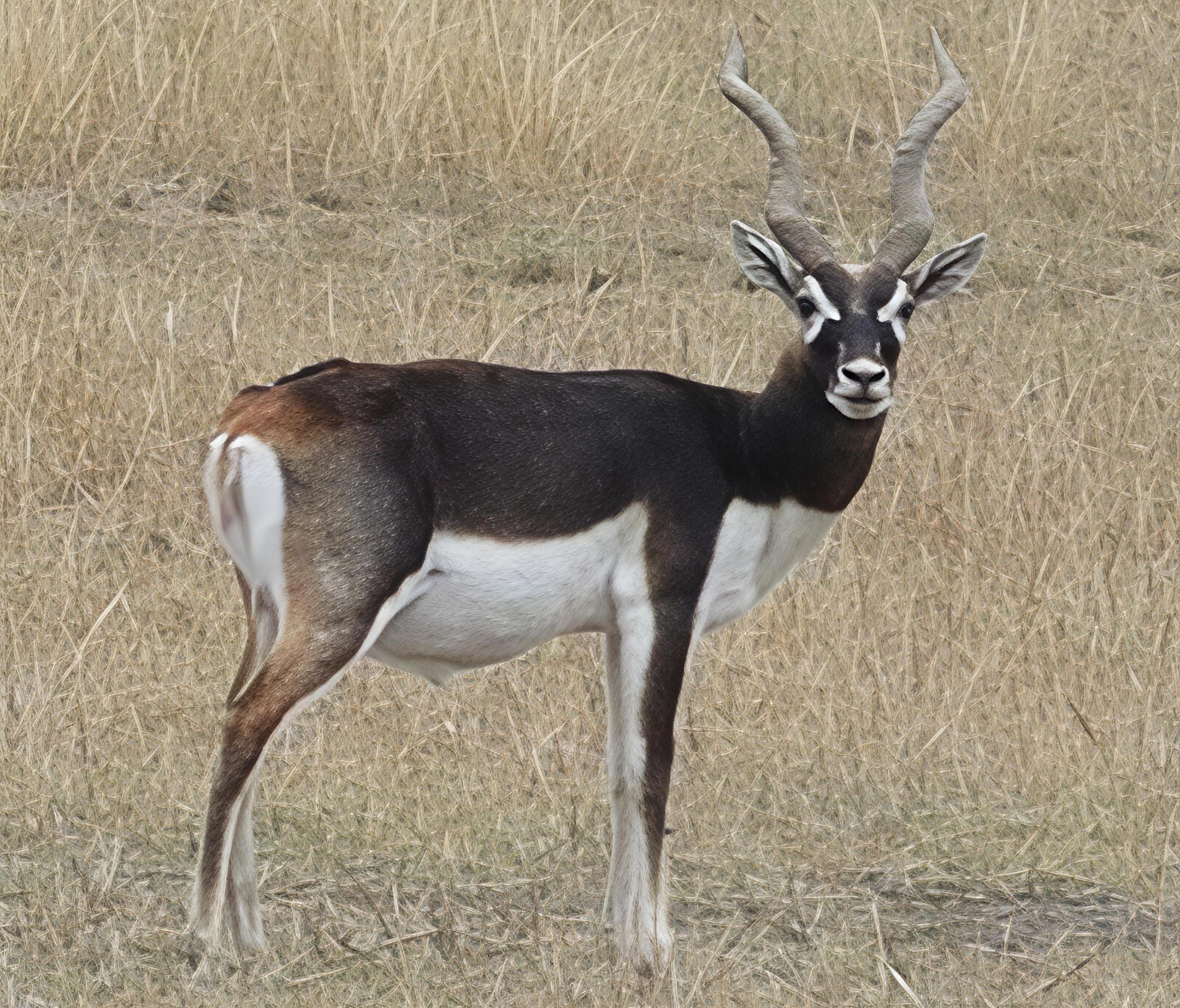 Antilope cervicapra