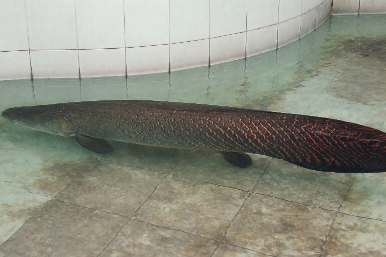 Arapaima Gigas