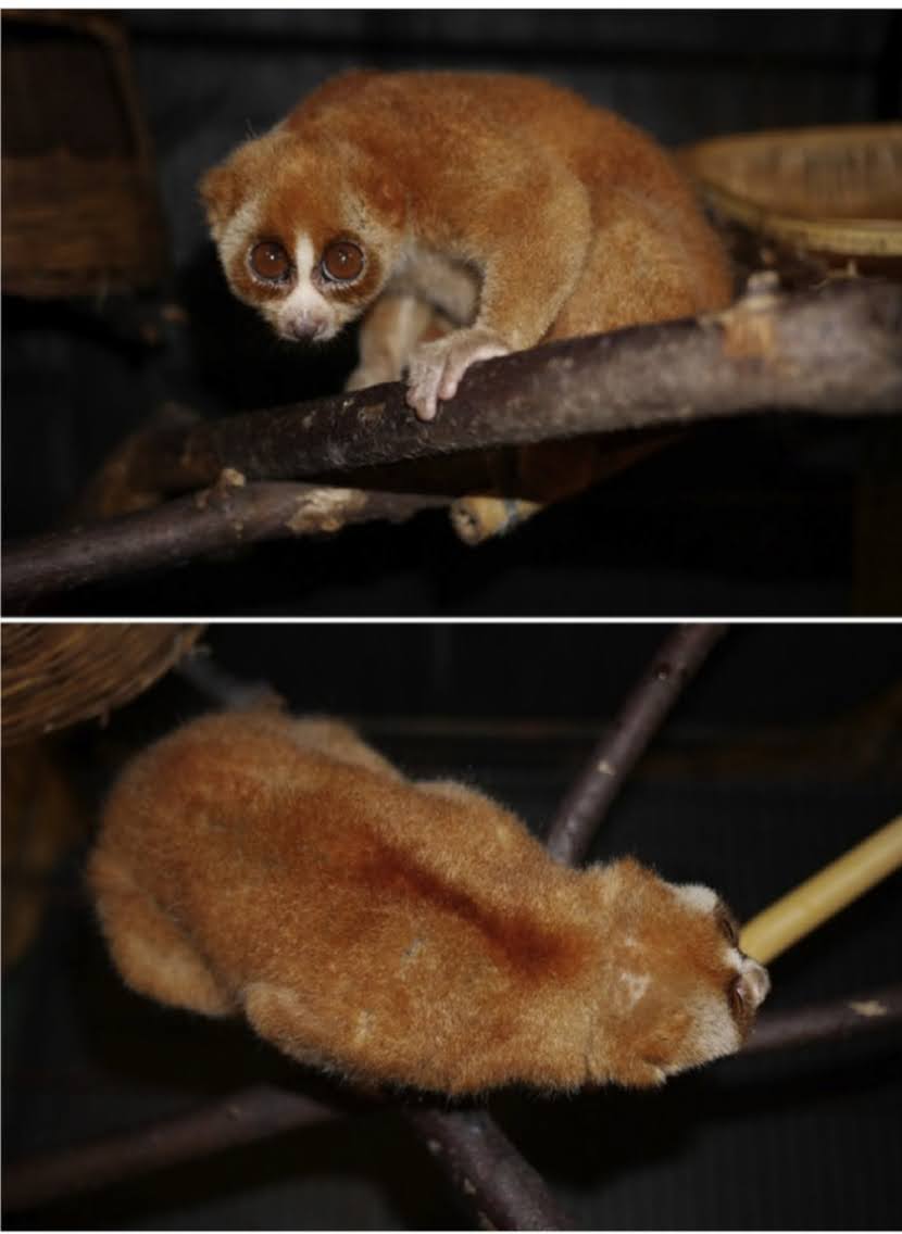 Nycticebus coucang spp.insularis