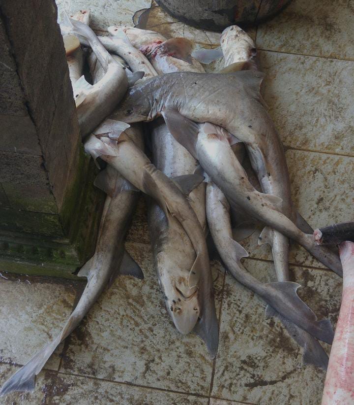 Mustelus Widodoi