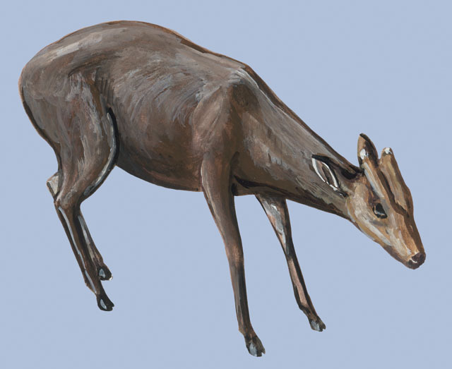 Muntiacus rooseveltorum