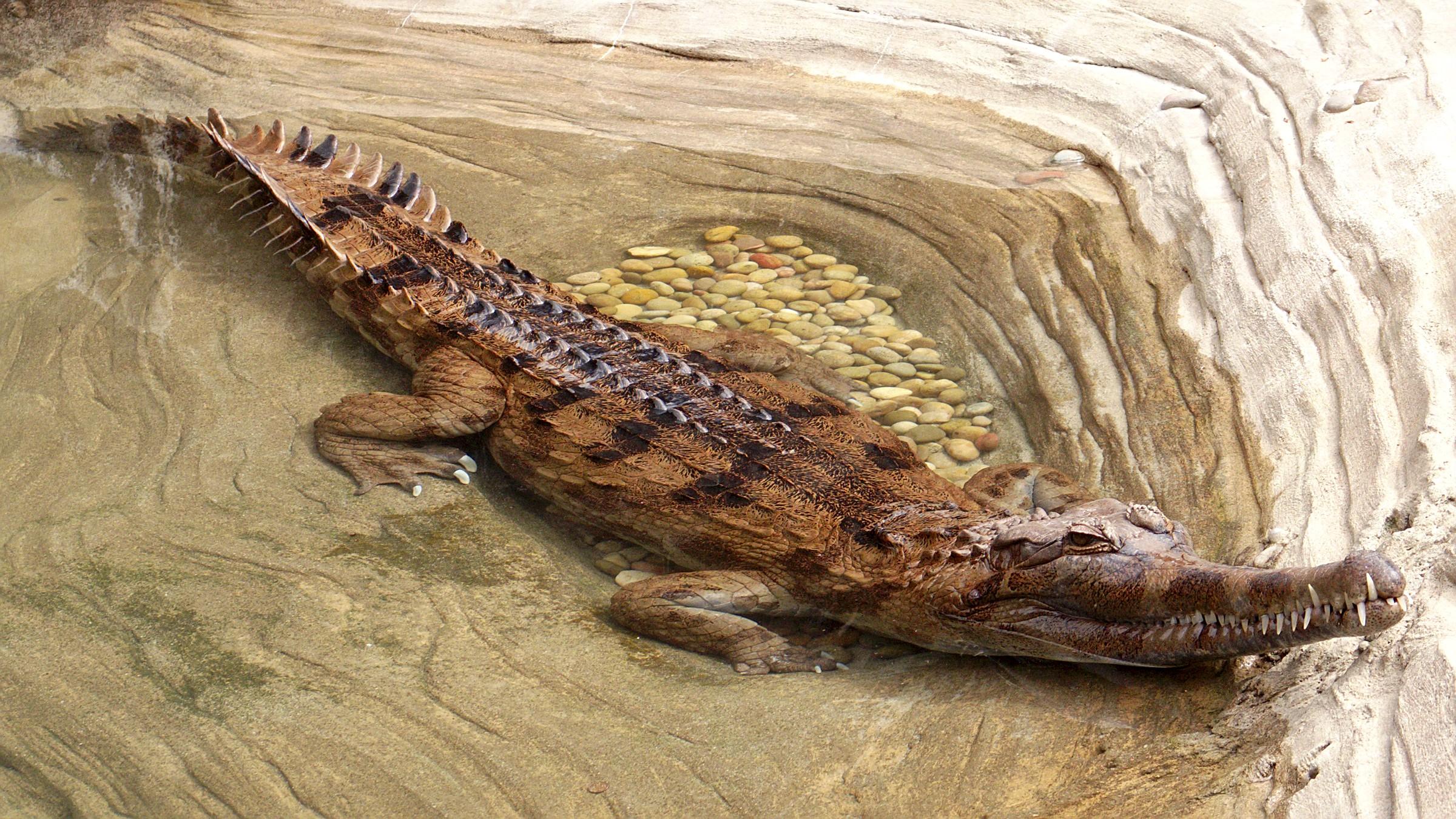 Tomistoma schlegelii