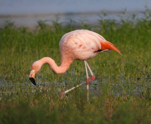 Phoenicopterus chilensis × ruber