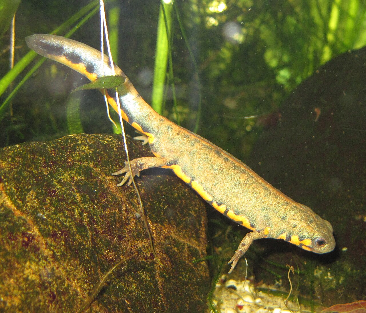 Hypselotriton cyanurus