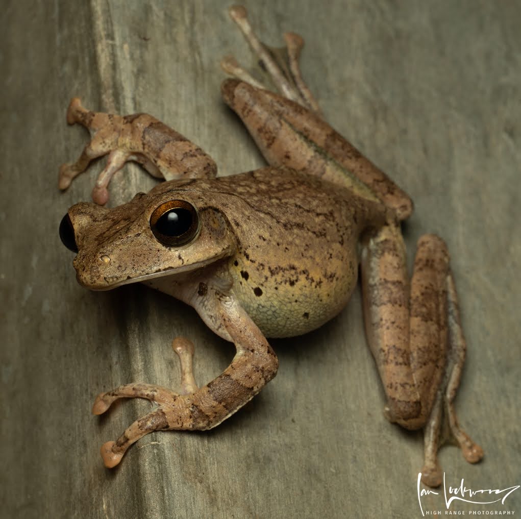 Polypedates cruciger