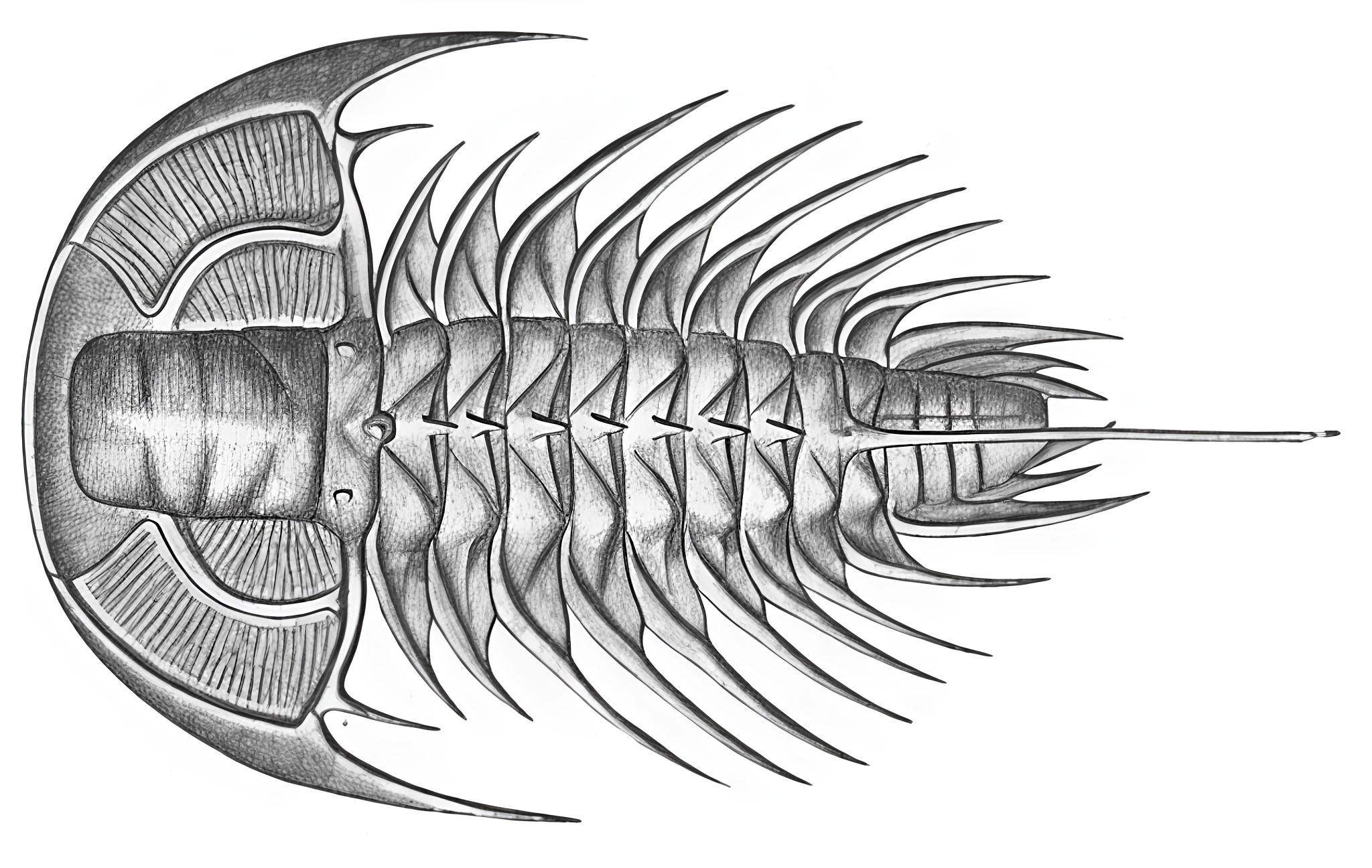 Zacanthoides typicalis