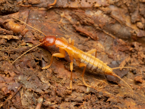 Galloisiana chujoi