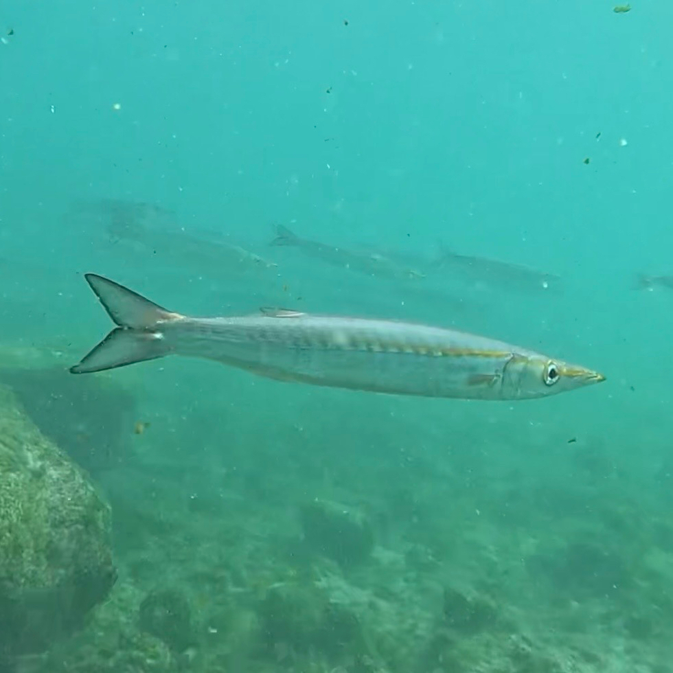 Sphyraena idiastes