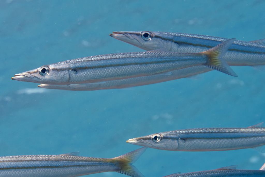 Sphyraena iburiensis