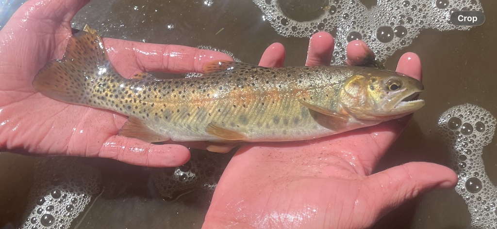 Oncorhynchus virginalis ssp. utah