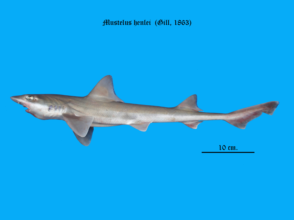 Mustelus Henlei