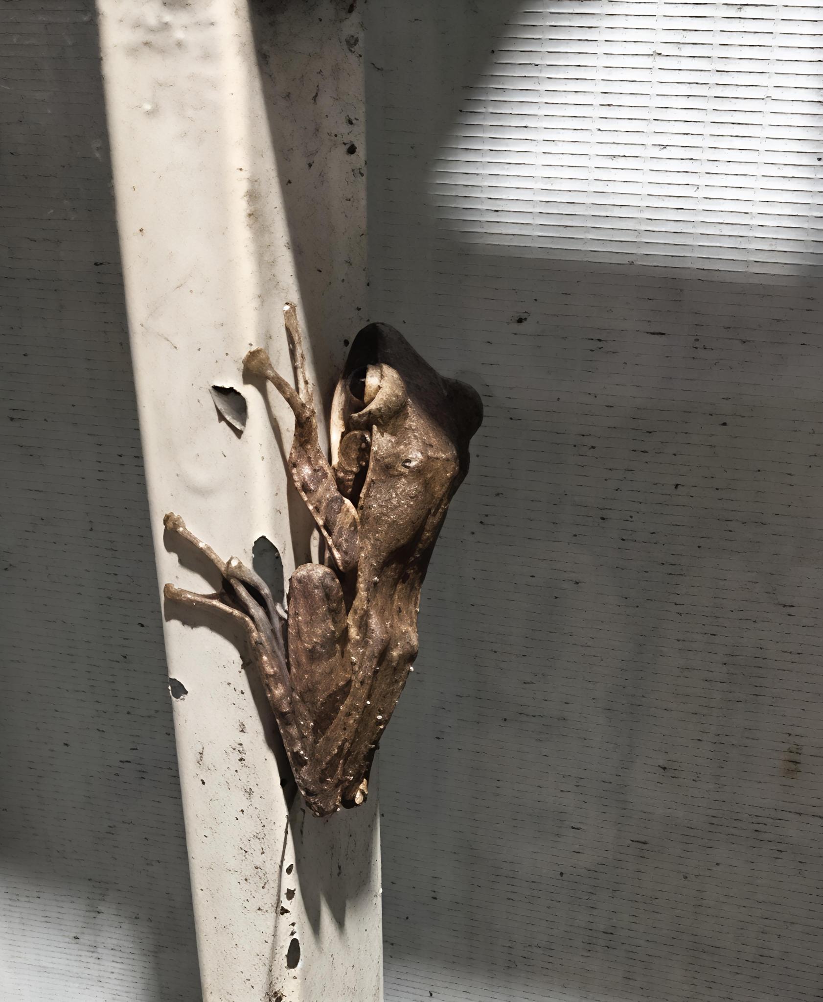 Polypedates leucomystax