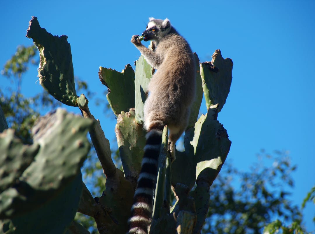 Lemur catta