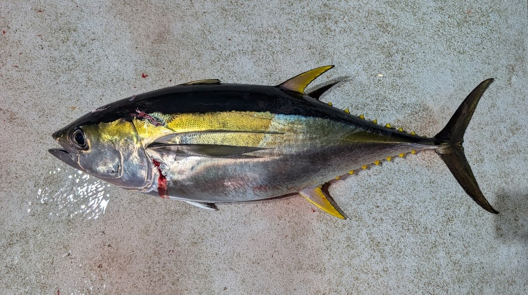 Thunnus albacares