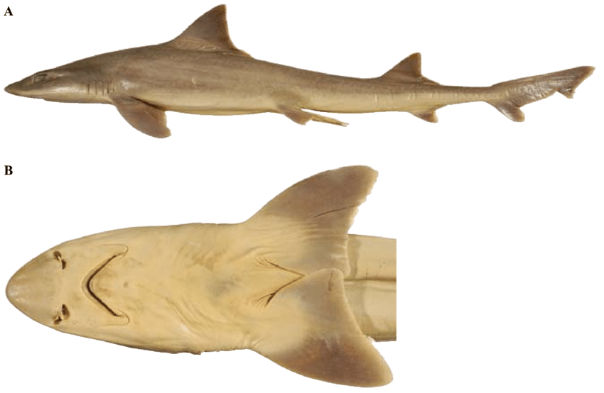 Mustelus Walkeri