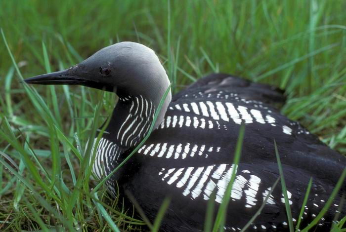 Gavia Pacifica