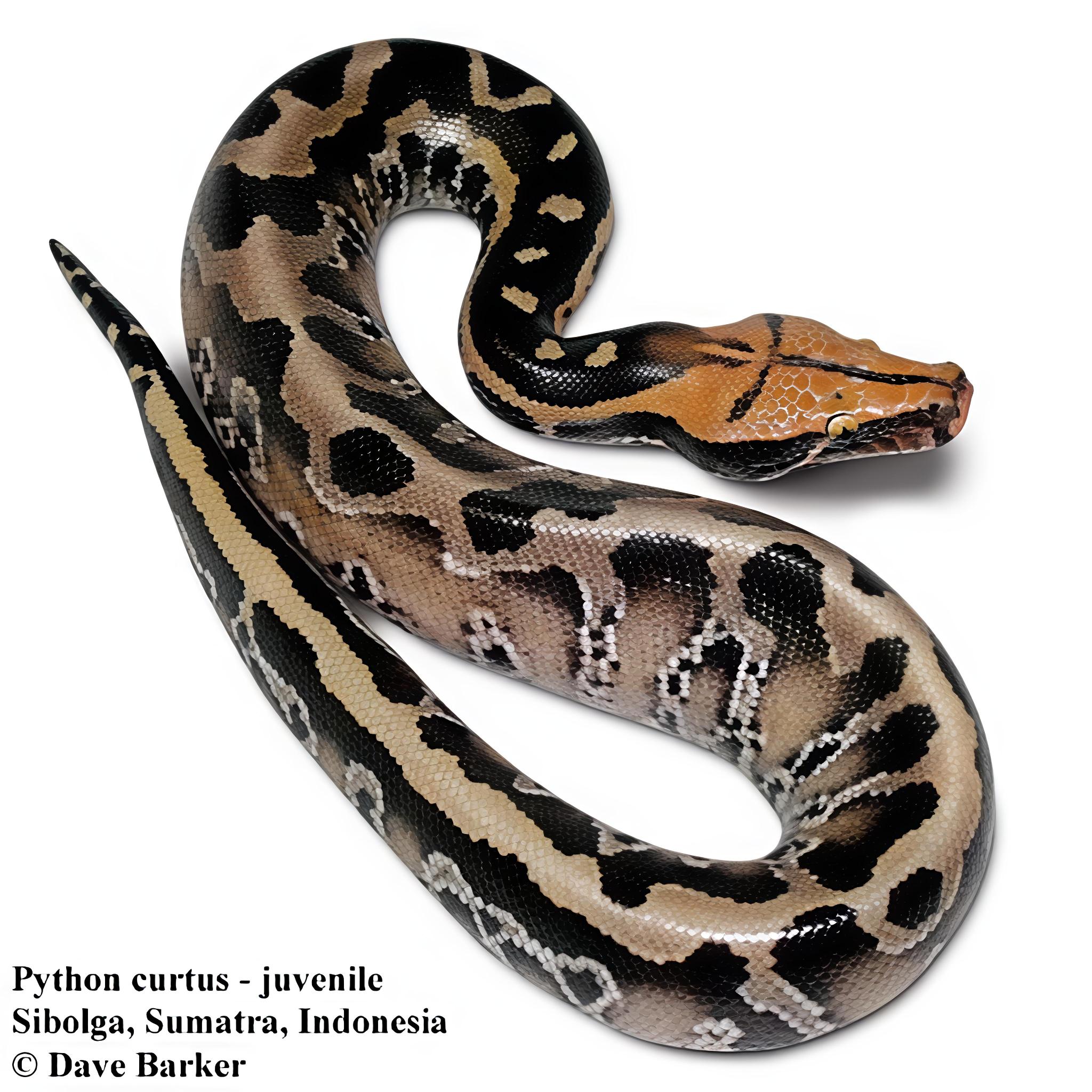 Python curtus