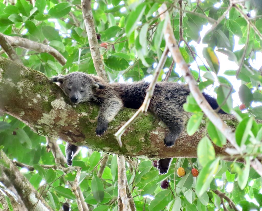 Arctictis binturong ssp. binturong