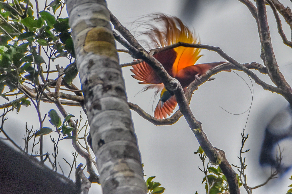 Paradisaea apoda spp.novaeguineae