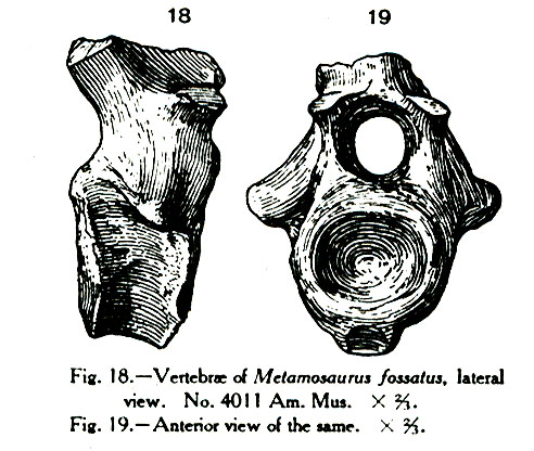 Diadectes alatus