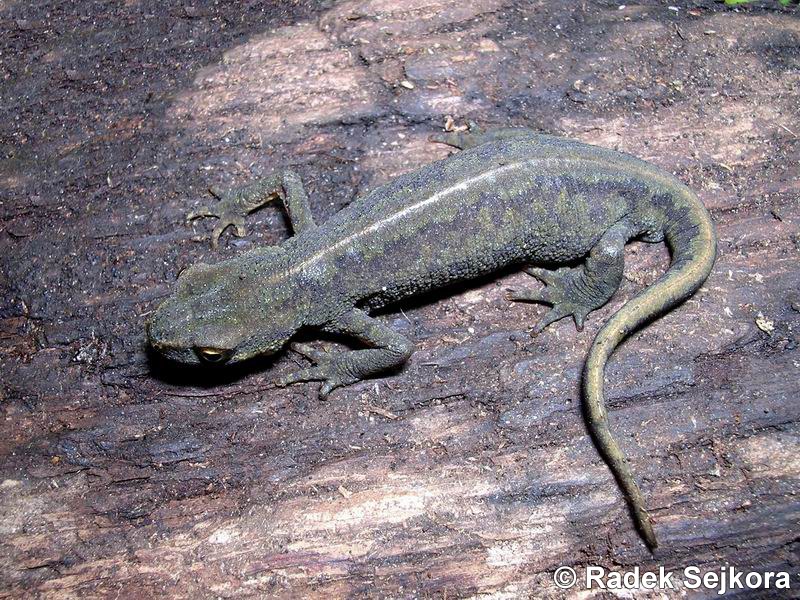Lissotriton montandoni