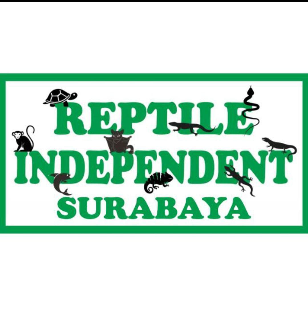 Reptil Independent Surabaya