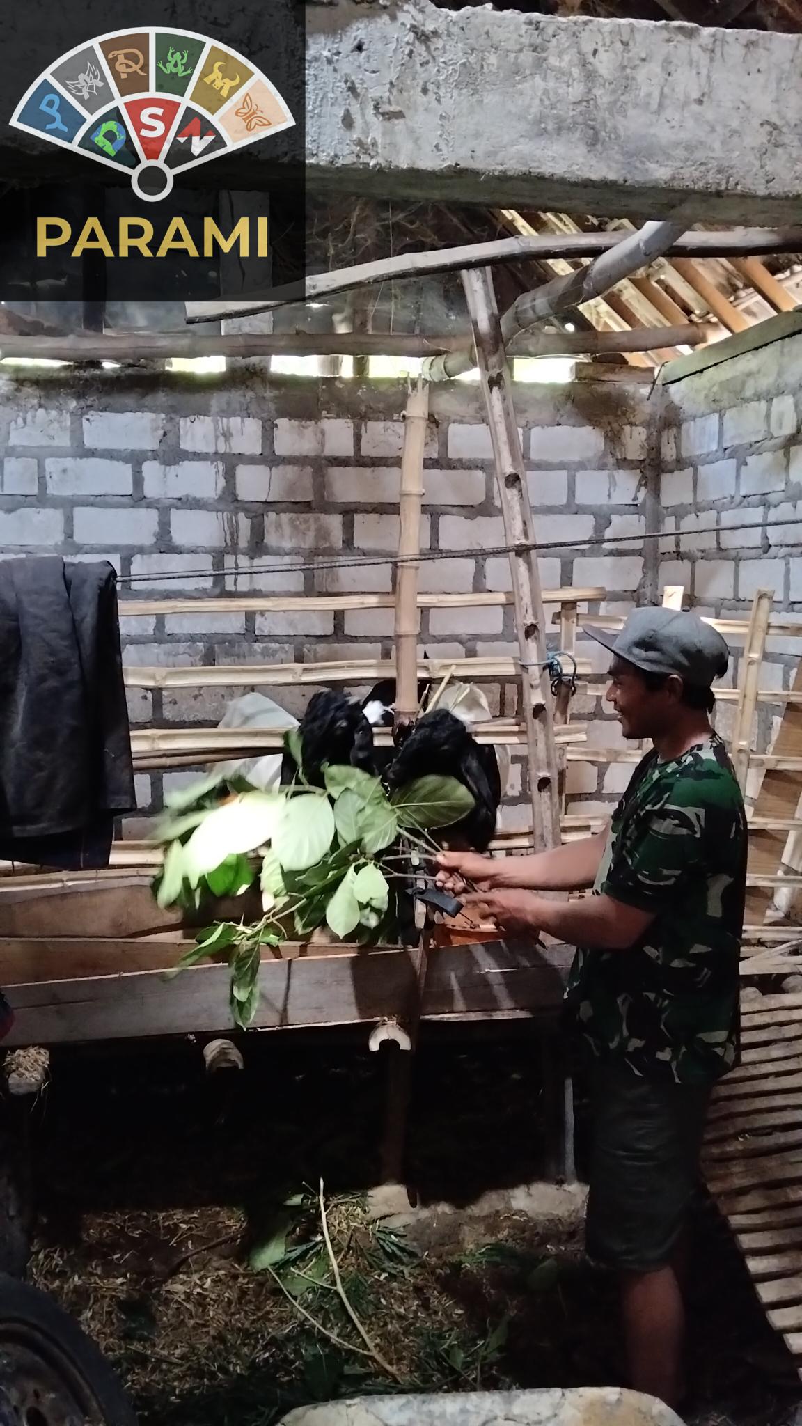 Ulasan Peternakan Kambing Kacang atau Kambing Jawa Kaeso Farm (Review PETERNAKAN)