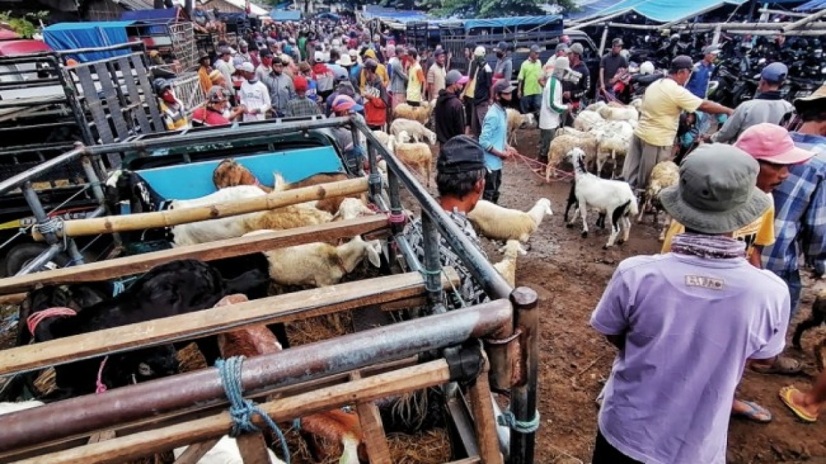 Ikan Hias Tren Naik