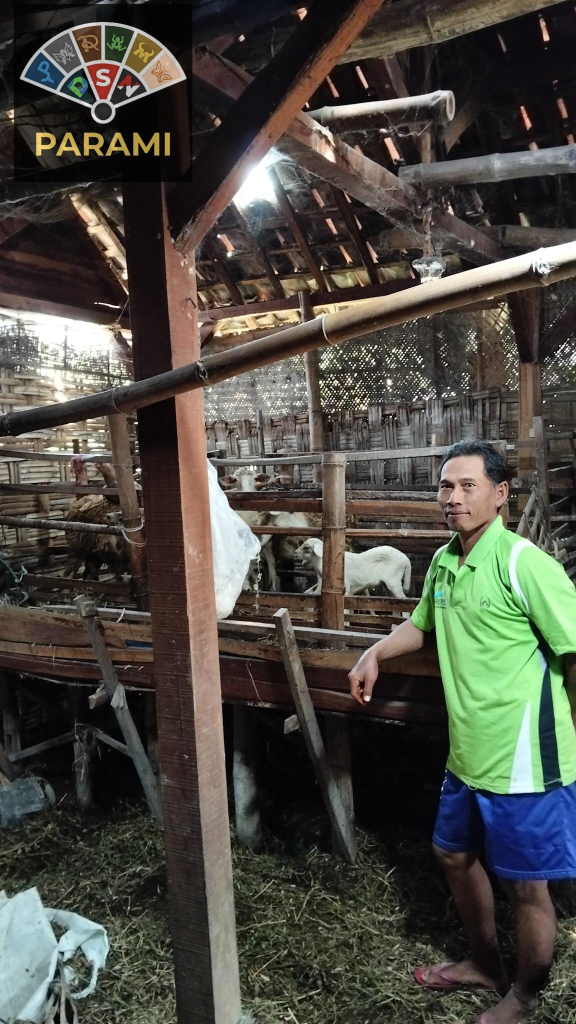 Ulasan Peternakan Domba Kasiari Farm (Review Peternakan)