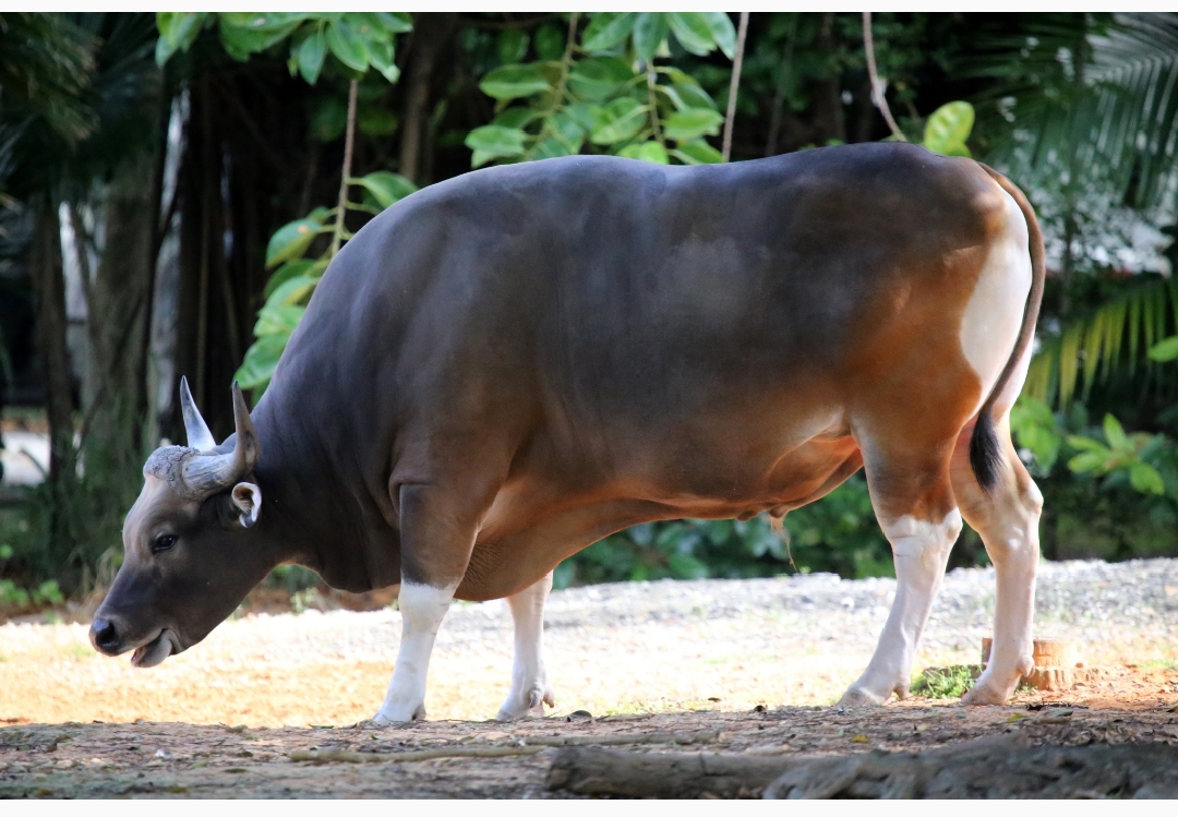 Bos Javanicus