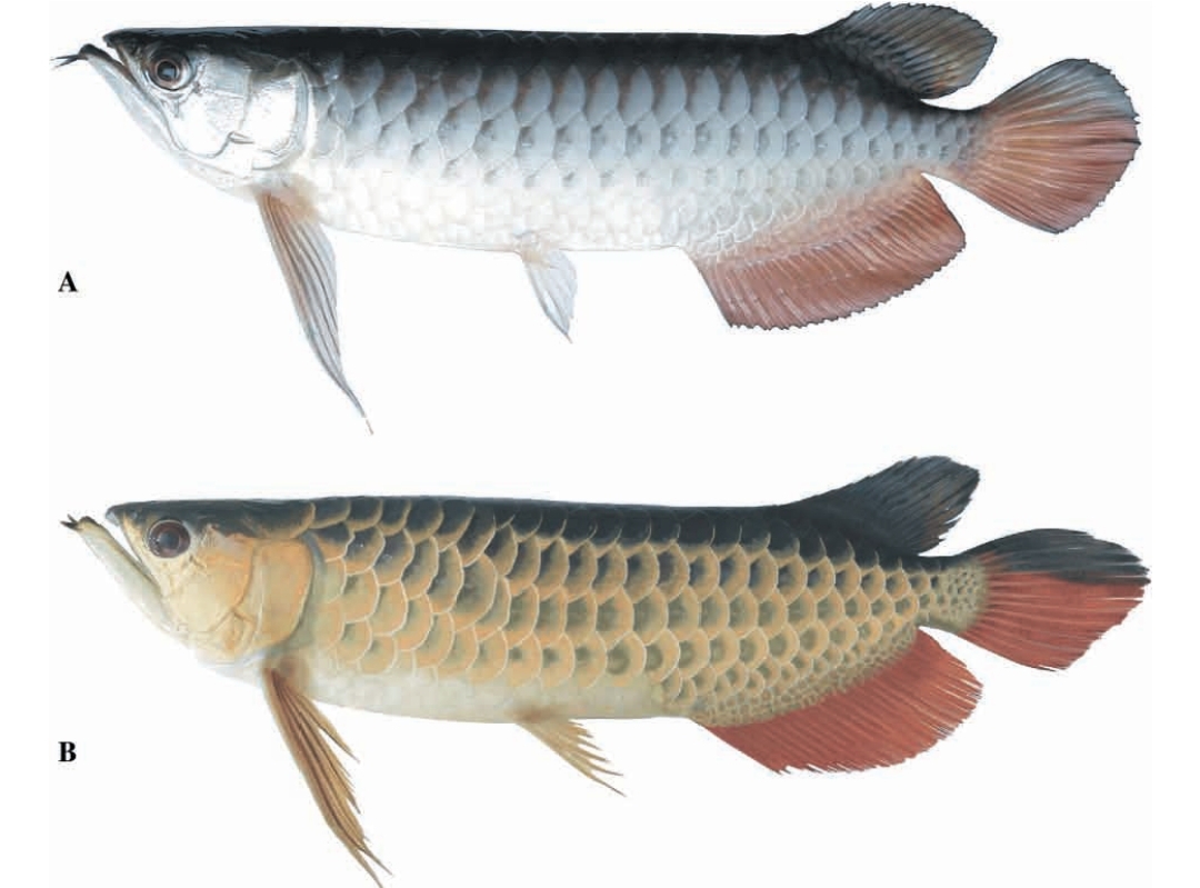 Scleropages Aureus
