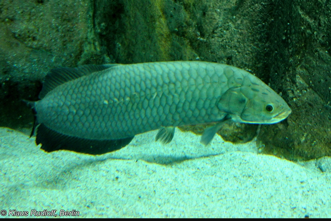 Heterotis Niloticus.