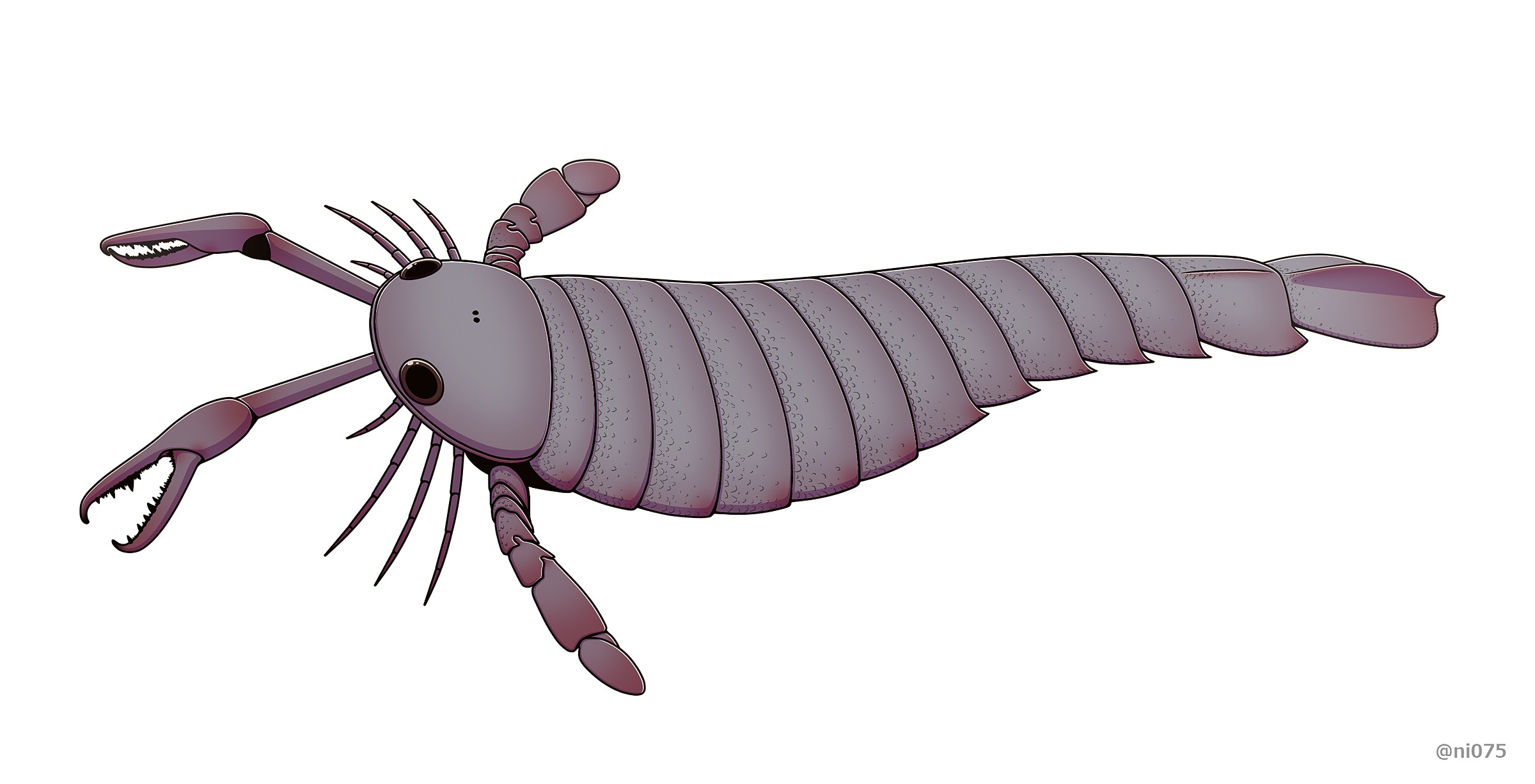 Pterygotus