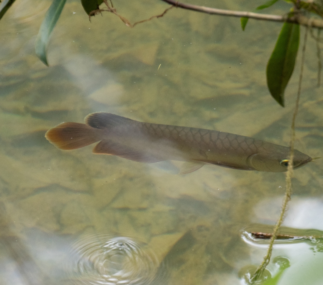 Scleropages Formosus