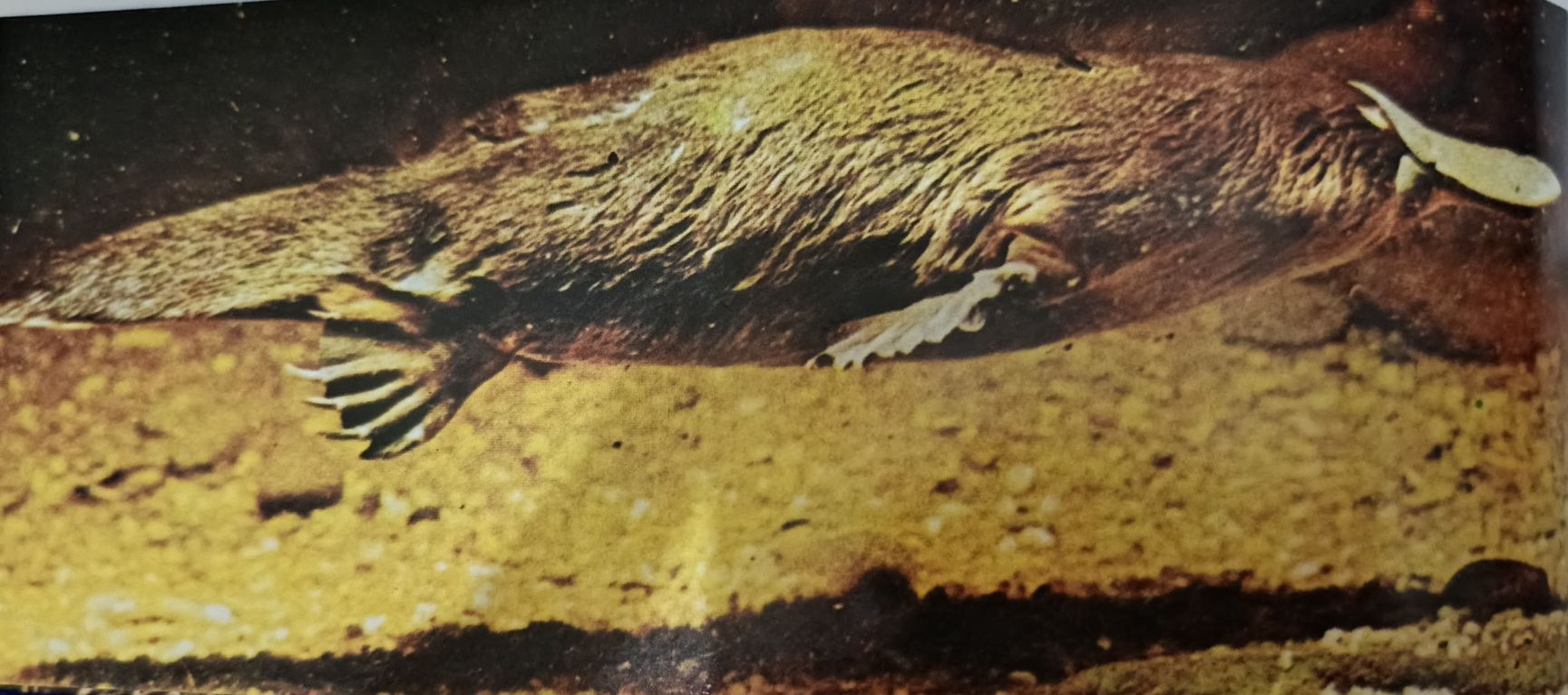 Ornithorhynchus anatinus