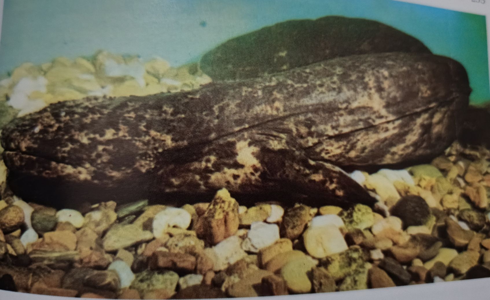 Andrias Japonicus