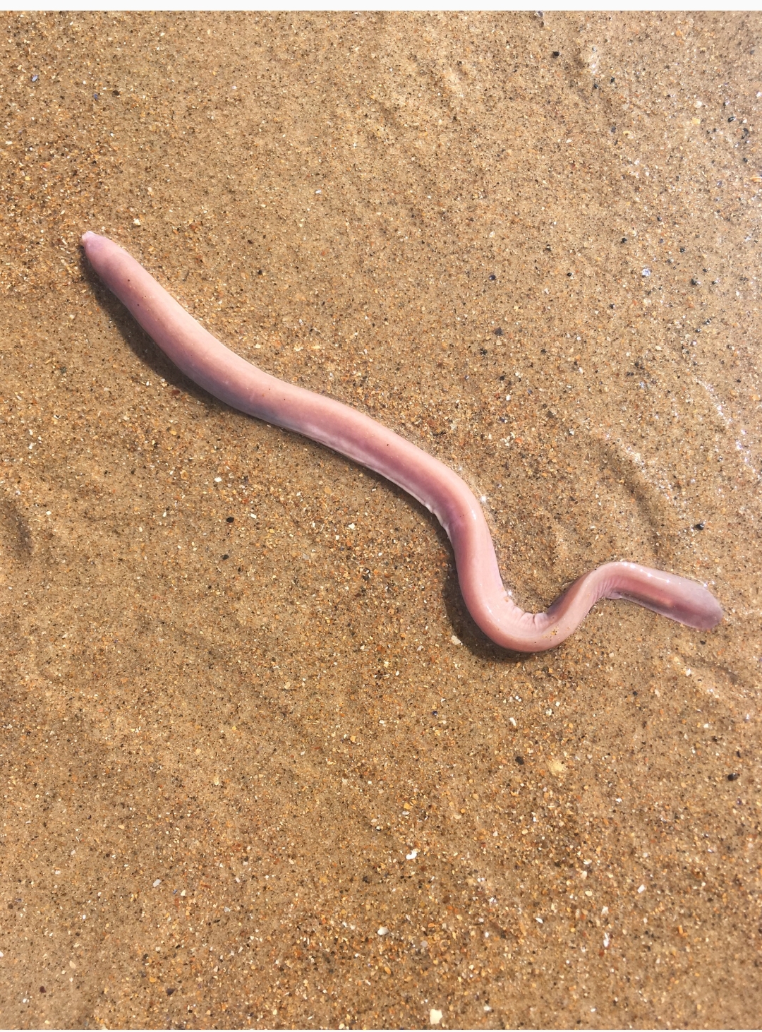 Myxine Glutinosa