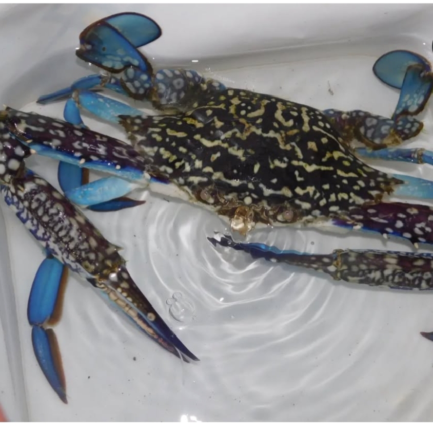 Portunus Pelagicus