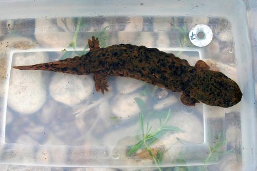 Cryptobranchus Bishopi