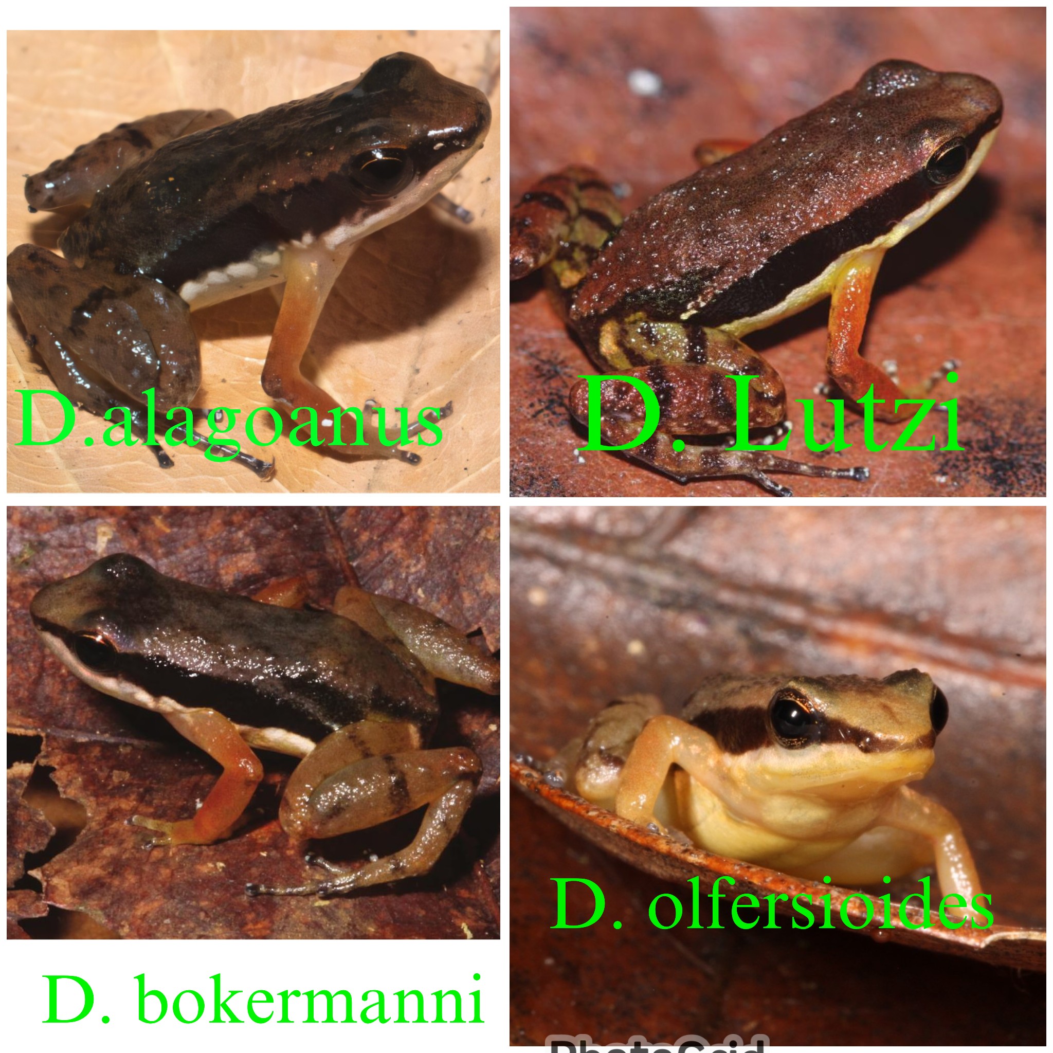 Kebangkitan dari Museum: Teknologi "Museomik" Ungkap Genus Baru Katak Perawat yang Terancam Punah