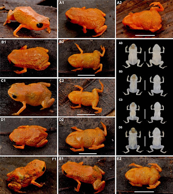 Penemuan Spesies Katak Mini Baru (Brachycephalus lulai sp. nov) dari Hutan Awan Serra do Quiriri, Brasil