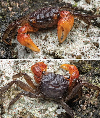 Species Kepiting Air Tawar Baru "Geosesarma wongi" dari Perbukitan Tapah Malaysia